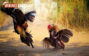 Vì sao đá gà thomo bị kẻ xấu lợi dụng?